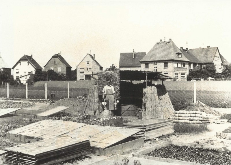 Historisches Schwarzweißfoto: Frau in der Gärtnerei Stauden Volkmann beim Aufbau eines Frühbeets – Beginn der Staudenanzucht, Häuser im Hintergrund.