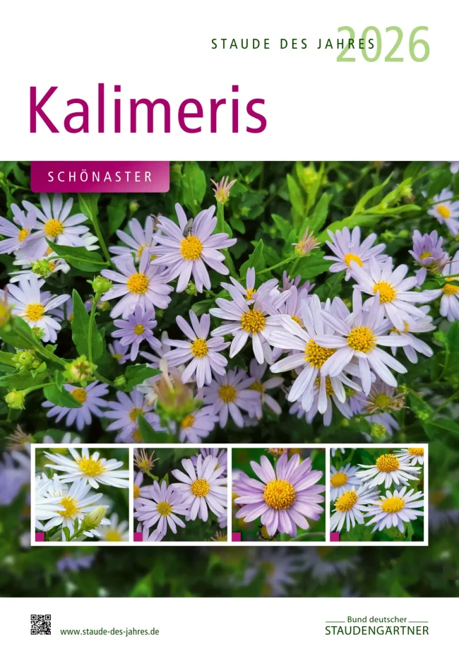 Staude des Jahres 2026: Kalimeris (Schönaster) – Plakat mit zarten violetten Blüten und gelber Mitte, Bund deutscher Staudengärtner.